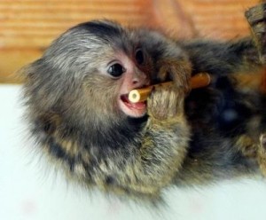 Healthy Female Marmoset Monkey For Adoption