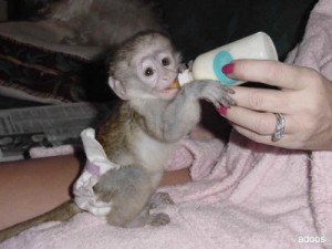 Beautiful baby capuchin monkeys