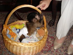 Marmoset,Squirrel,Capuchin and De Brazzas monkeys available