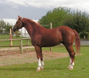 randysango@yahoo.com FEMALE FRISIAN HORSE FOR SALE