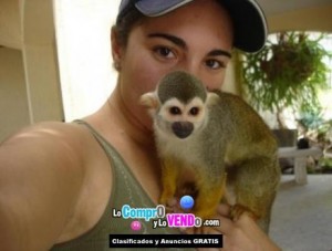cute  baby capuchin monkey for free adoption
