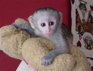 Registered Capuchin Monkeys For Rehoming This X-MAS