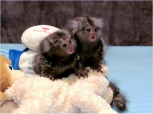 Baby marmoset monkeys for adoption