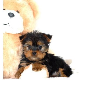 Doll Face Teacup Yorkie Puppies For Adoption