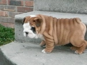 AKC MALE AND FEMALE ENGLISH BULLDOG PUPPIES FOR CHRISTMAS