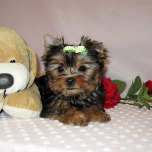 Affectionate and lovely Xmas  yorkie puppies ready for adoption .