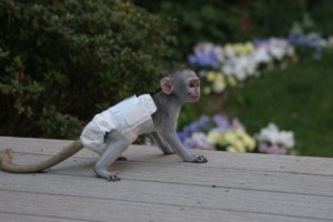 Affection Diapers Trained Capuchin monkey Babies looking for a new home