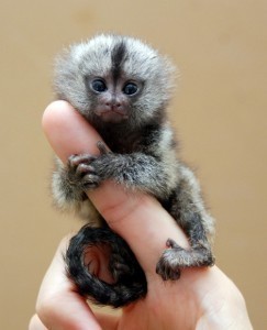 Affectionate marmoset monkeys  ready for adoption
