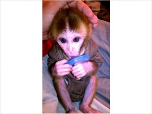 X-MASS baby Rhesus monkey for adoption to any new home