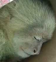 Female Capuchin Baby Monkeys for Adoption