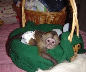 Home Trained White Baby Face Capuchin Monkey Home Trained White Baby Face Capuchin Monkey