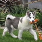Cute Siberian Husky puppy.  Very cute and lovely husky puppy, excellent home trained puppy. A wonderful playmate for kids and ot