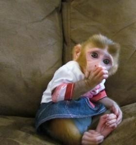 Intelligent and well tamed capuchin monkey for Xmas adoption
