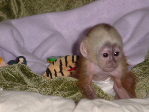 healthy vet checked capuchin monkey for re-homing