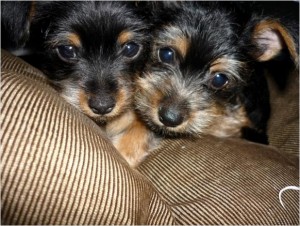 AKC Champion Pedigree Teacup and Tiny Toy Yorkie free to go home for x-mass