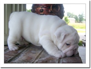 Ourstanding English bulldog puppies for adoption