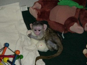 handsome good looking male baby  capuchin monkey for re-homing and adoption.