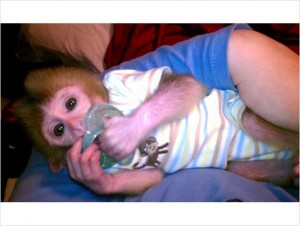 Lovely And Outstanding baby rhesus Monkey get her free for x-mass