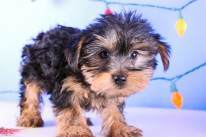 90$MALE AND 90FEMALE T-CUP YORKIE AVIALABLE NOW!!!(mikeey001@yahoo.com)