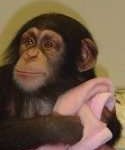 Lovely chimpanzee for adoption