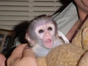 Happy new year With Capuchin monkeys For Adoption