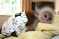  capuchin monkeys for adoption(sylviawest2011@live.com)