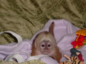 5 Adorable Capuchin Monkeys for sale $550    