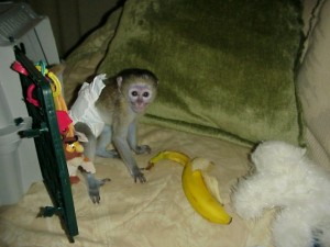 Adorable male and female capuchin monkey for adoption now!!!