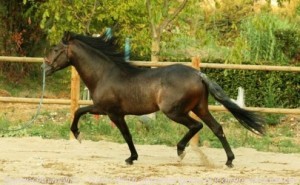 precious well trained friesian horse for free adoption