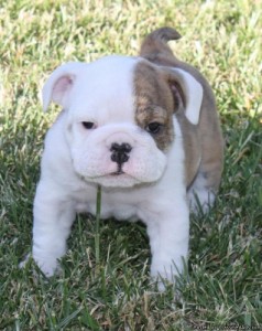 Amazing English Bulldog Puppies For Free Adoption