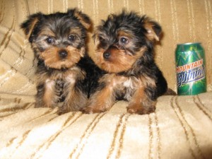 Proud and Satisfied Yorkshire Terrier Puppies For Sale