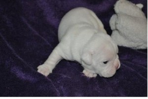 Affectionate English Bulldog Puppies For Adoption.