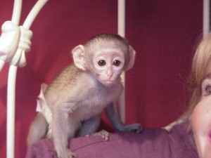 Adorable and lovely capuchin monkeys for adoption