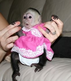 baby capuchin monkeys for a good home and they are well train