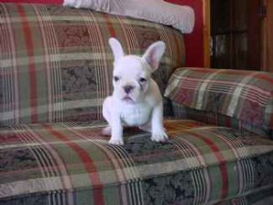 Outstanding french bulldog puppies for Re-homing