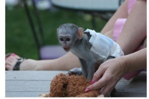 2 lovely Capuchin monkeys for adoption