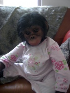 we are giving our cute baby chimpanzee for adoption