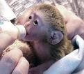 Male And Female Capuchin Monkeys For Adoption These babies come with all paper work including health certificate. Babies-- are r
