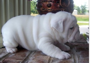 Cute and Adorable English bulldog puppies for adoption