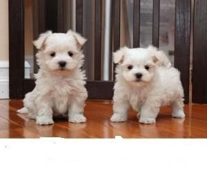 lovely male and female maltese puppies for a good pet loving home