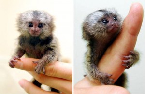 baby marmoset monkeys for adoption