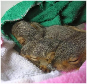 well trained baby squirrels for sale.