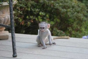 lovely capuchin monkey for adoption