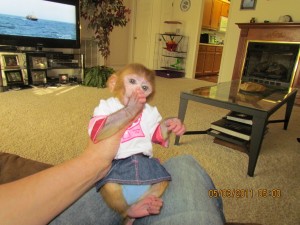 Rhesus Macaque Baby 8 Weeks Old Available Now! for free adoption(mack_blondie@yahoo.com)