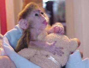 Lovely Adorable Female Baby Capuchin Monkey For Adoption