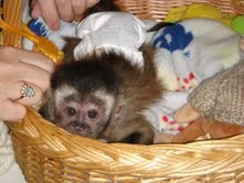 Adorable male and female baby capuchin monkeys