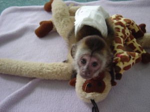 healthy vet cheched capuchin monkey for adoption