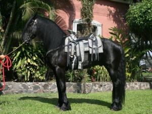 Black Friesian For Sale --Texas--