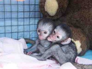 Male And Female capuchin monkey free For adoption