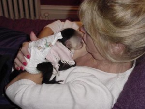 ale and female capuchin monkey for adoption 